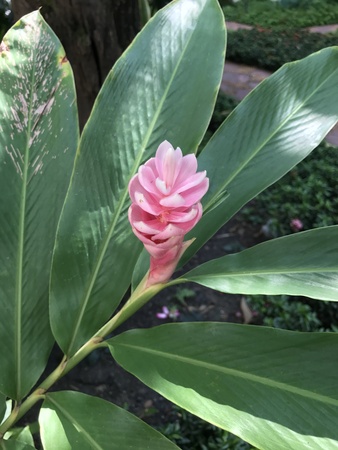 Alpinia purpurata or Red ginger or Ostrich plume or Pink cone ginger flower.の写真素材