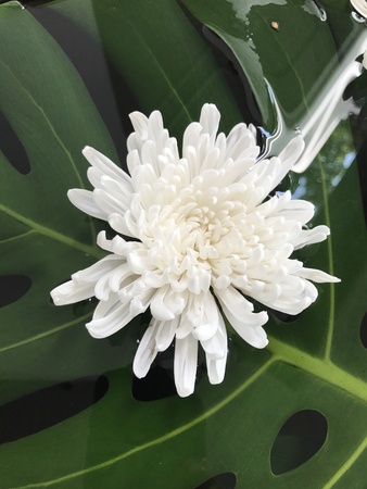 Chrysanthemum or Mums or Chrysanths flower.の写真素材