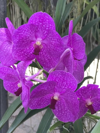 Vanda orchid flowers.