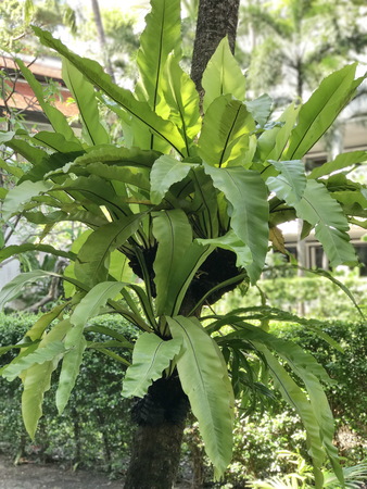 Asplenium nidus or Bird's nest fern or Nest fern.