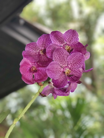 Vanda orchid flowers.の写真素材