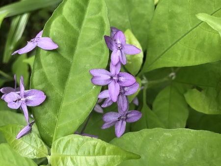 Pseuderanthemum graciflorum or Pseuderanthemum andersonii or Violet ixora or Blue twilight flower.の写真素材
