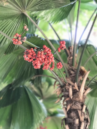 Fruits of Licuala grandis or Vanuatu fan palm or Ruffled fan palm or Palas palm.の写真素材