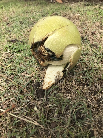Broken fruit of Cerbera odollam or Suicide tree or Pong-pong or Othalanga.