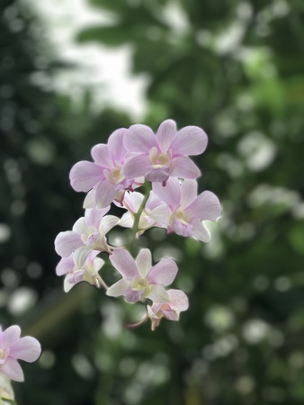 Dendrobium orchid flowers.の写真素材