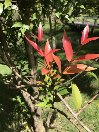 A tree put forth fresh leaves.