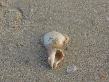 Variety shells on the sand.