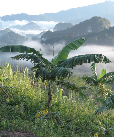 Banana tree on the mountain viewpoint.の写真素材