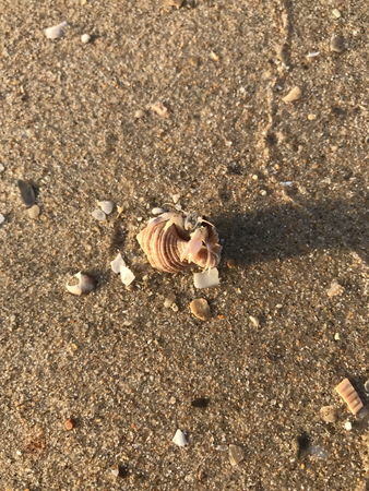 Hermit crab on the beach.