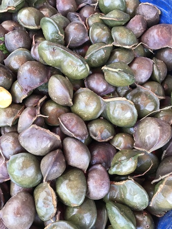 Archidendron pauciflorum or Djenkol or Jenkol or Jering or Dogfruit or Ngapi nut or Luk nieng.の写真素材