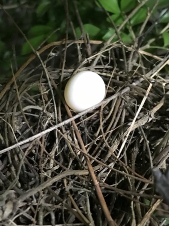An egg in nest of Spilopelia chinensis or Spotted dove or Spotted turtle-dove.の写真素材