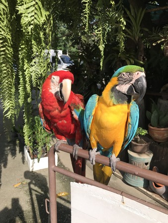 A couple of cute Macaws.