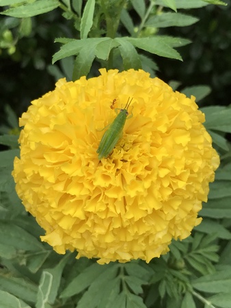 Grasshopper is relaxing on Tagetes erecta or Mexican marigold or African marigold or Daoruang flower.の写真素材
