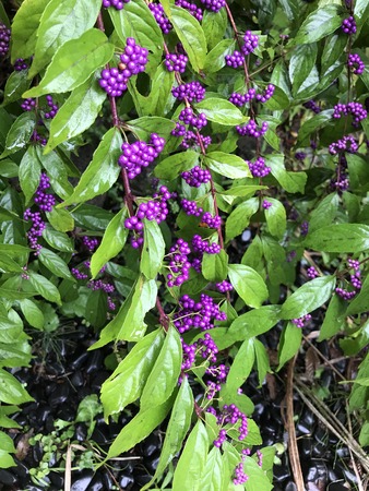 Callicarpa japonica or Japanese beautyberry or East asian beautyberry .