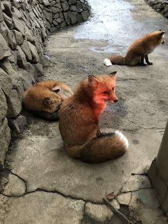 Kitsune or Japanese red fox.