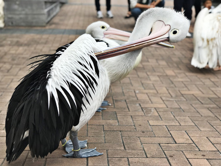 Cute Australian pelican in the zoo.の写真素材