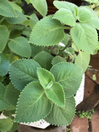 Plectranthus amboinicus or Mexican mint or Tiger's ear plant.の写真素材