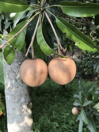 Manilkara zapota or Sapodilla tree produce the fruit.の写真素材