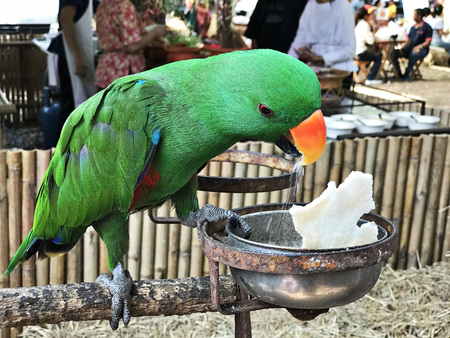 A cute Psittacines or Parrot bird is eating rice crispy.の写真素材