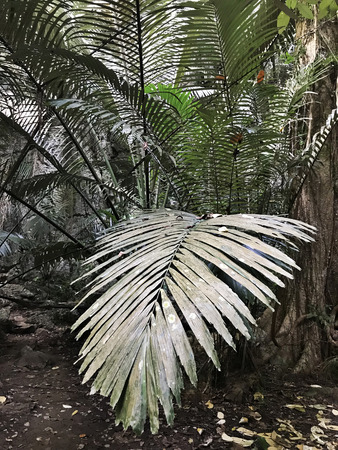 Arenga pinnata or Sugar palm or Arenga palm or Black-fiber palm or Gomuti palm or Kaong at Huppatat...