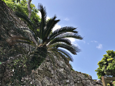 Cycas revoluta or Sago palm or King sago or Sago cycad or Japanese sago palm at Nakagusuku-jo Site in Okinawa, Japan.の写真素材