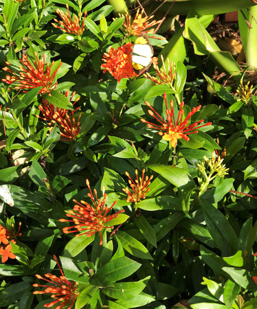 Orange Ixora flowers.