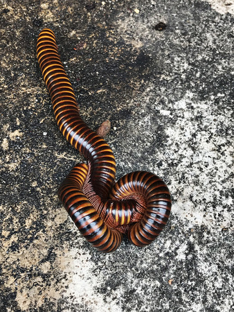 Millipedes are mating on the floor.