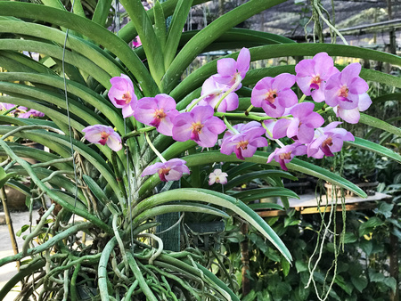 Outstanding and colorful Vanda orchid flowers in Thailand.