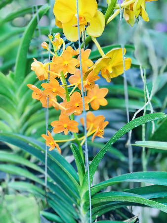 Outstanding and colorful Vanda orchid flowers in Thailand.