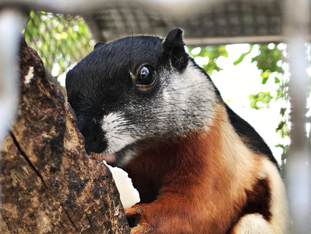 Ratufa affinis or Cream-coloured squirrel or Pale giant squirrel in Thailand.の写真素材