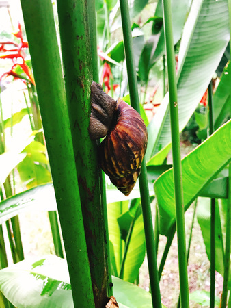 Snail and Strelitzia reginae or Strelitzia crane flower or Bird of paradise flower in the garden.の写真素材