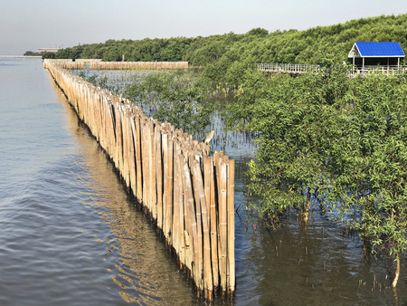 Mangrove forest  at Bangpoo in Samut Prakan, Thailand.の写真素材