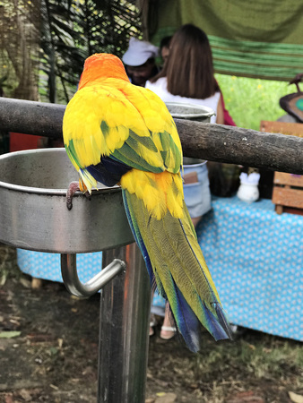 Aratinga conures or Aratinga solstitialis or Sun parakeet.