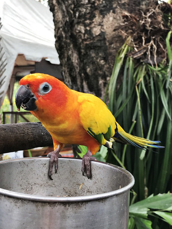 Aratinga conures or Aratinga solstitialis or Sun parakeet.