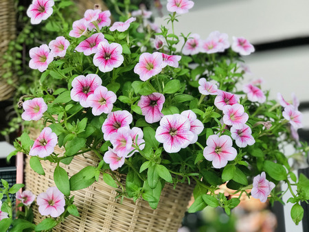 Pink & White Petunia flowers.の写真素材