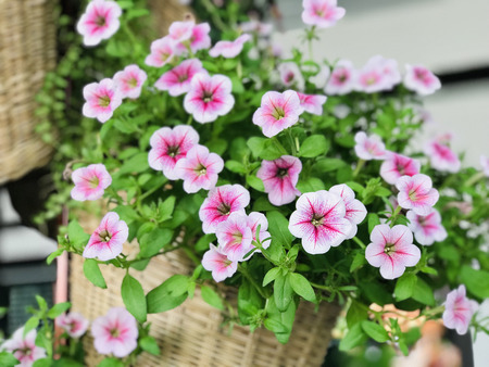 Pink & White Petunia flowers.の写真素材