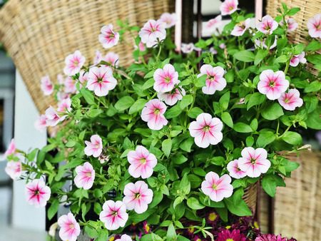 Pink & White Petunia flowers.の写真素材