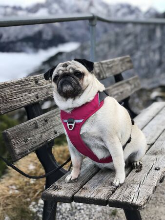 A cute pug dog on Alpspitz in Germany.の写真素材