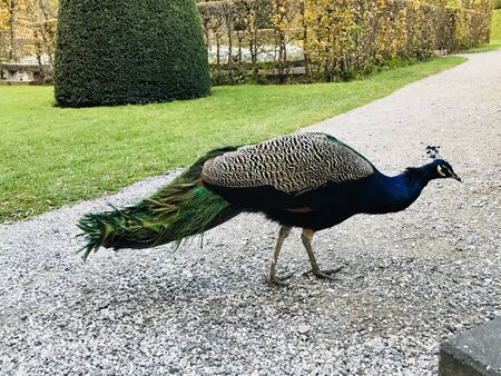 Peafowl or Peacock in the garden of Schloss Ambras Innsbruck in Austria.の写真素材