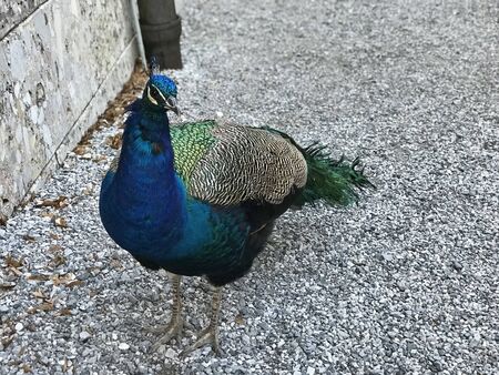 Peafowl or Peacock in the garden of Schloss Ambras Innsbruck in Austria.