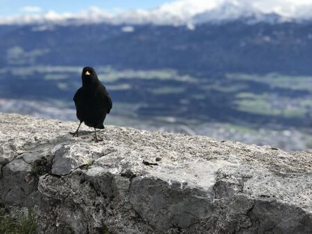 Crows on the top of Innsbruck, Austria.