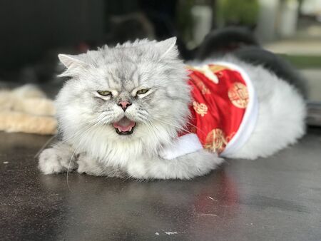 Cute Persian cat wearing a red mandarin dress.の写真素材