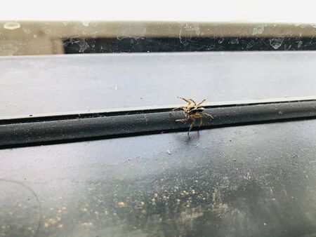 A little spider on the glass mirror.