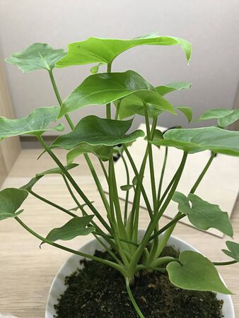 Alocasia cucullata or Chinese taro or Chinese ape or Buddha's hand or Hooded dwarf elephant ear plant.の写真素材