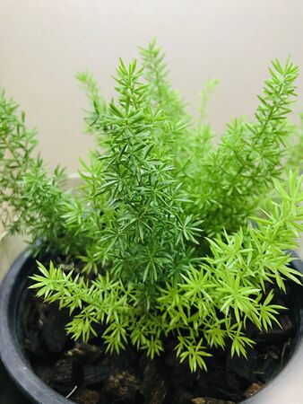 Asparagus densiflorus or Asparagus fern or Plume asparagus or Foxtail fern.の写真素材