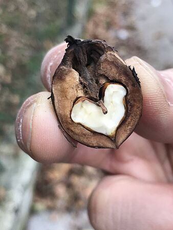 Look at the inside of a half-cut walnut.