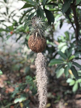 Tillandsia usneoides or Spanish moss.