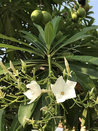 Flower and fruit of Cerbera odollam or Suicide tree or Pong-pong or Othalanga.の写真素材