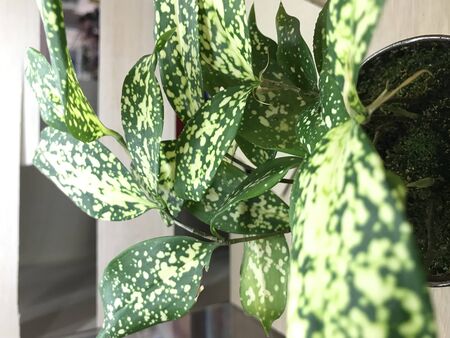 Dracaena surculosa or Gold dust dracaena or Spotted dracaena.の写真素材