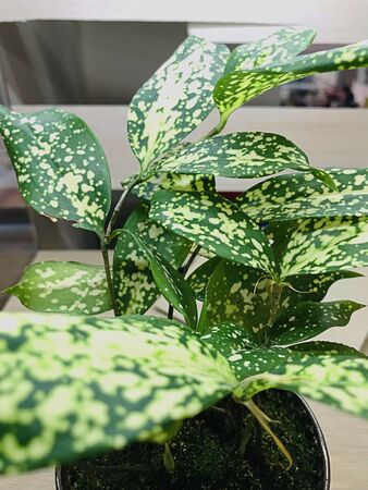 Dracaena surculosa or Gold dust dracaena or Spotted dracaena.の写真素材